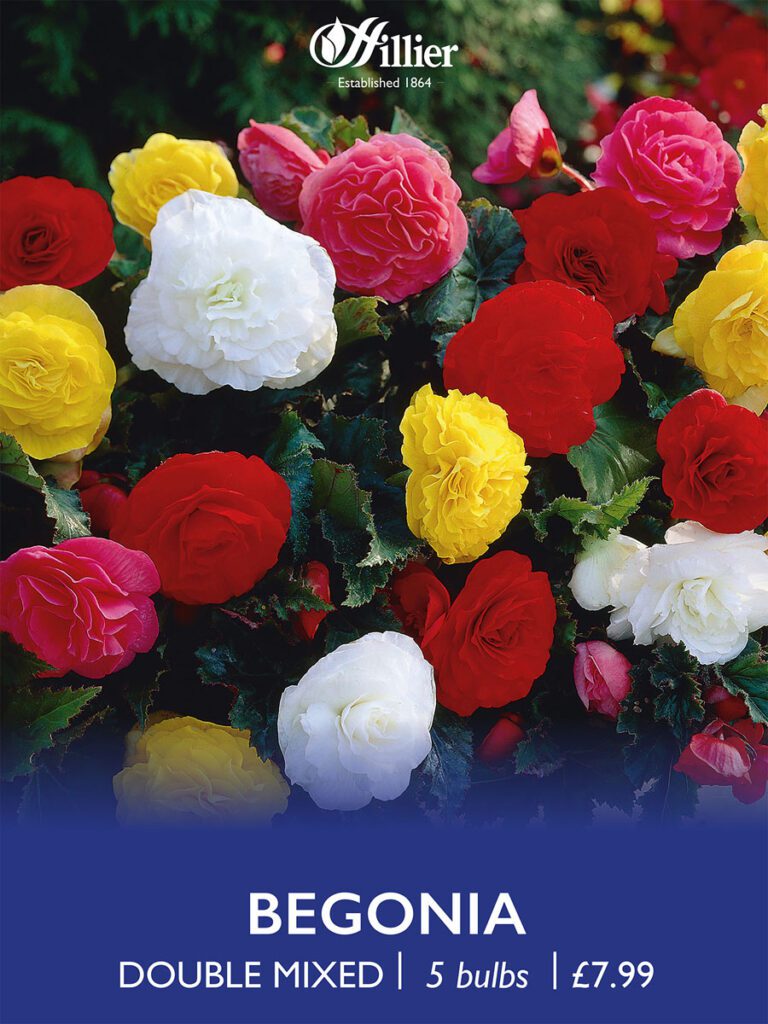 Begonia Double Mixed Bulbs 8718641997499 2
